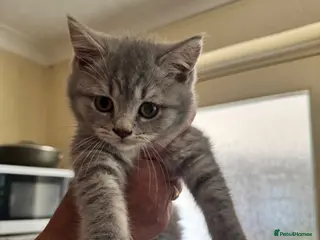 British Shorthair cats Male Kitten British Short hair - Advert 6