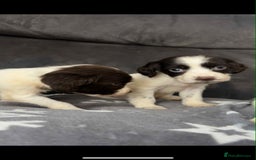 Cocker Spaniel dogs for sale: Cocker Spaniel Puppy’s  - Image 3