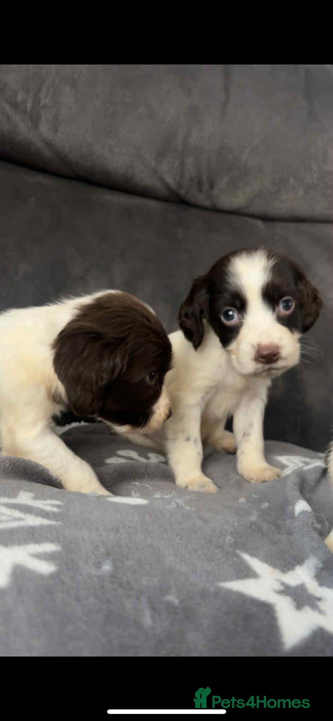 Cocker Spaniel dogs for sale: Cocker Spaniel Puppy’s  - Image 3