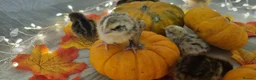 Quail poultry for sale: Autumn chics to order - Advert 3