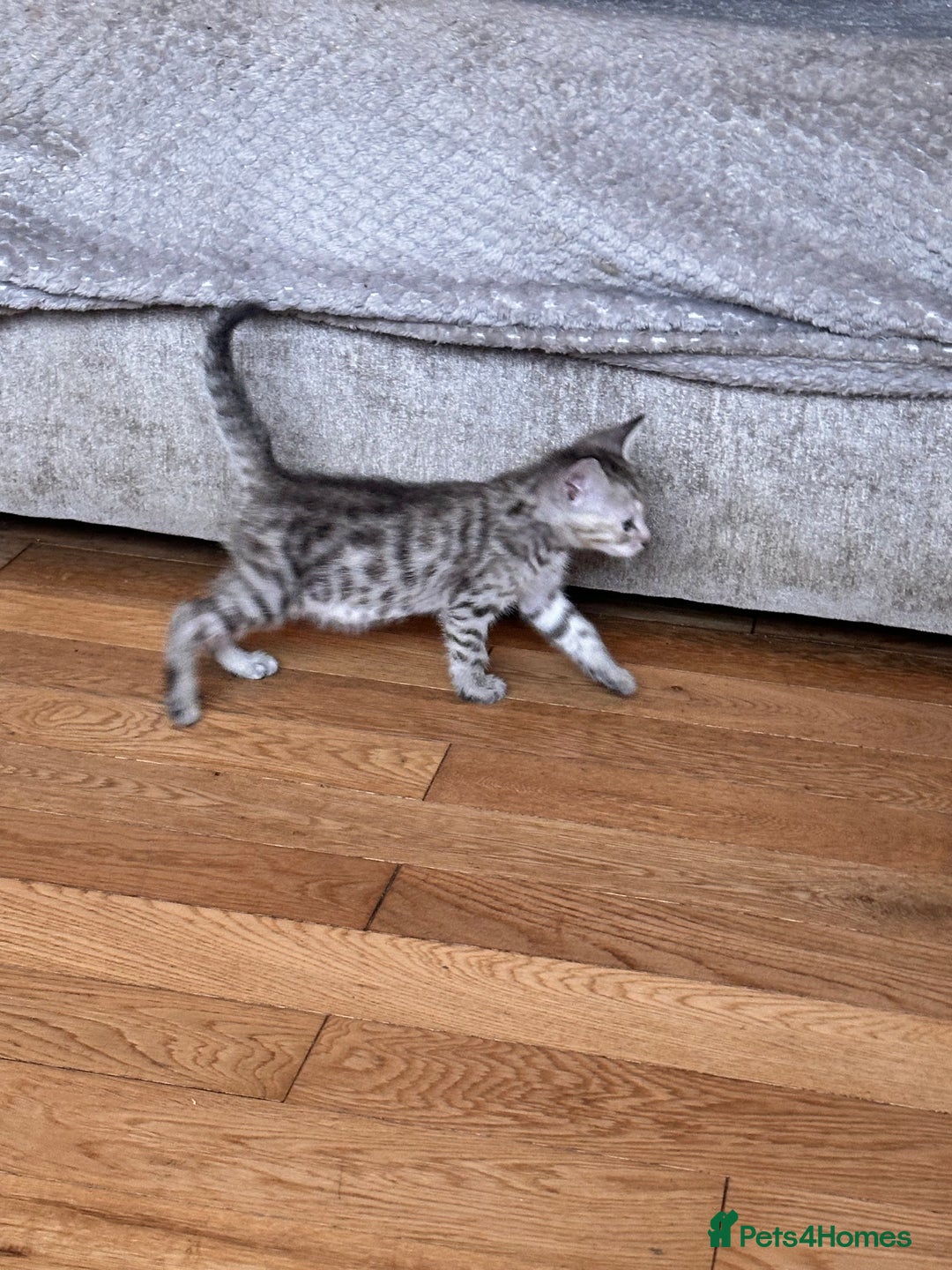 Savannah cats for sale: F4 Savannah kittens  - Advert 27
