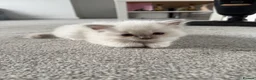 Ragdoll cats for sale: 2 stunning ragdoll kittens and 2 ragdoll x bengal  - Advert 3