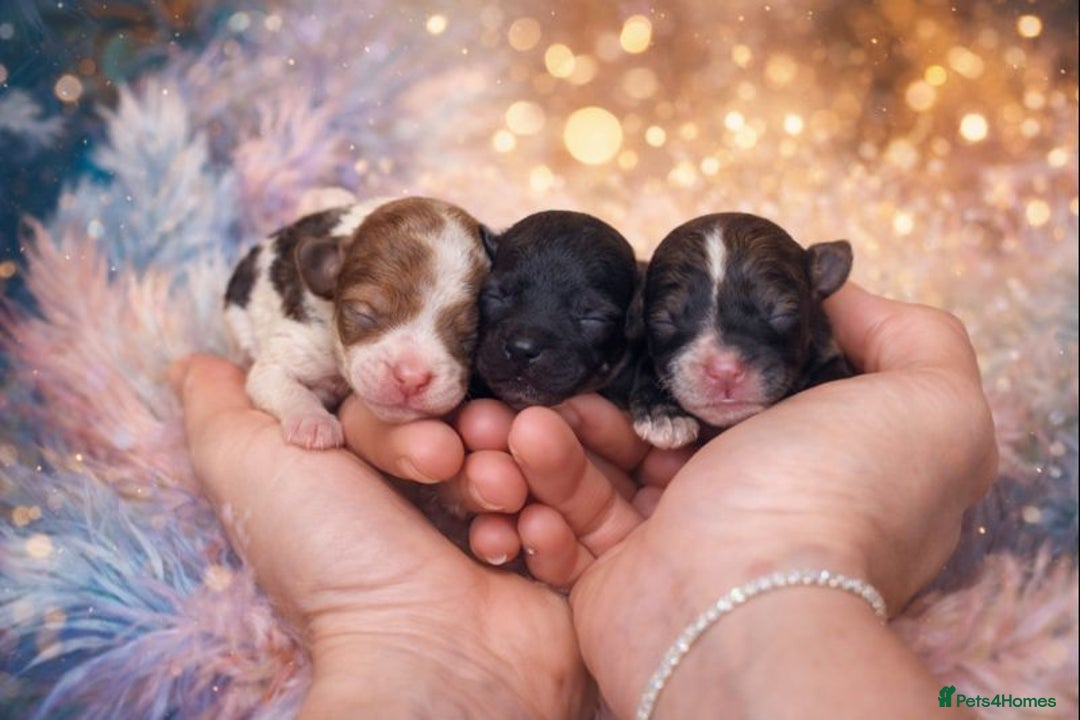 Cavapoo dogs for sale: Stunning toy cavapoo puppies  - Advert 10