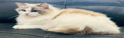 Ragdoll cats for sale: Stunning female ragdoll cats for sale  - Advert 5
