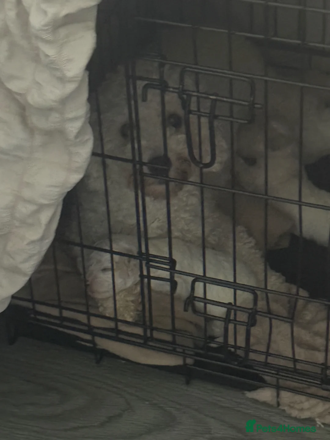 Poochon dogs for sale: 7x poochons puppies - Advert 2