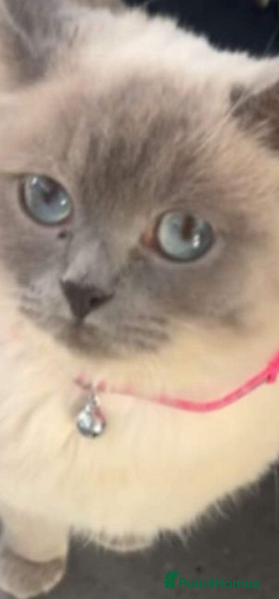 British Shorthair cats for sale: 4 bsh kittens - Advert 1