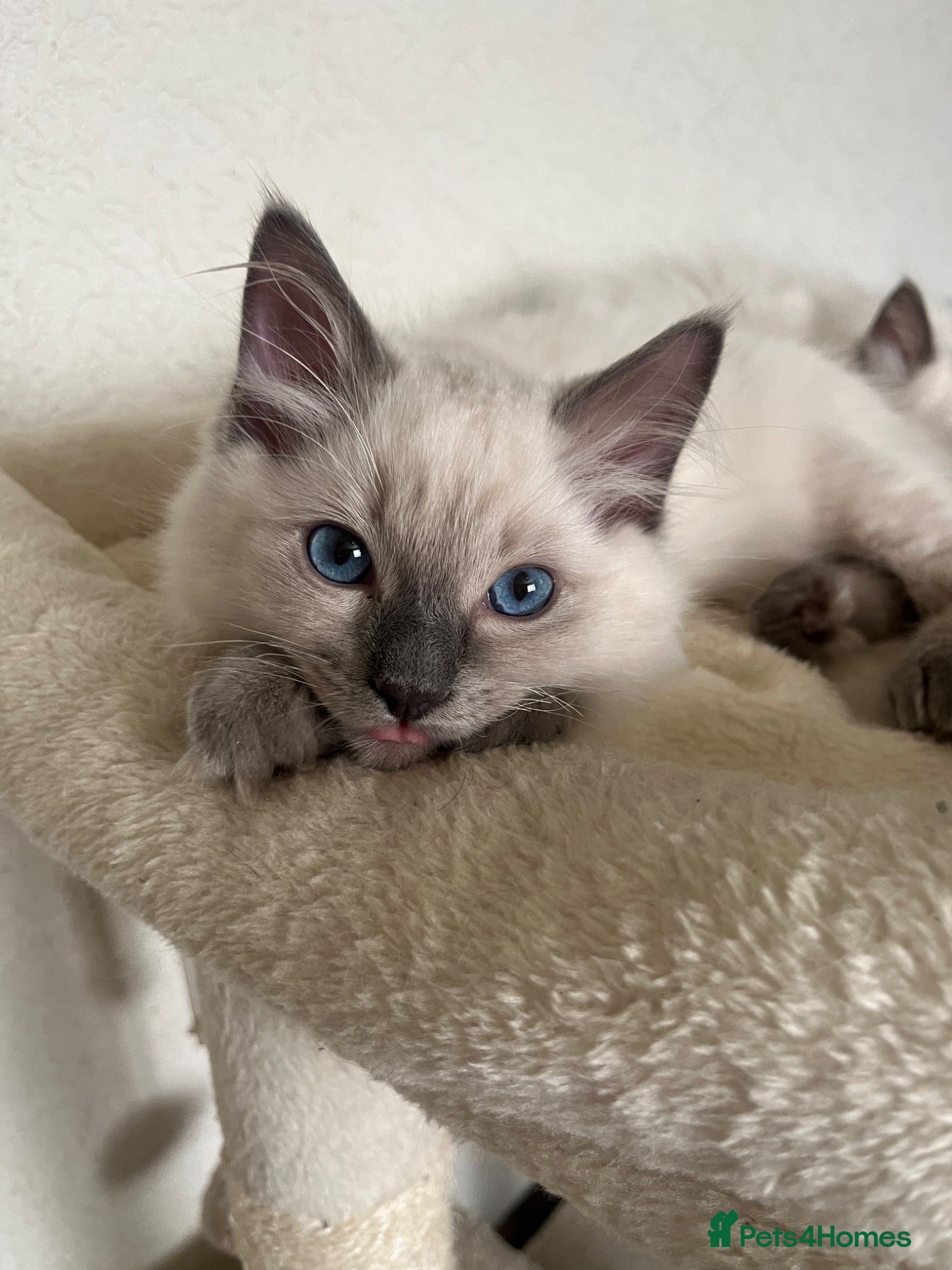 Ragdoll cats GCCF Registered Ragdoll Kittens  - Advert 2