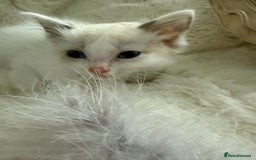 Ragdoll cats for sale: 💙🩷GCCF RAGDOLL KITTENS M&F 9WKS NEUT & SPAYED 🥇 - Image 10