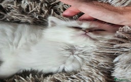 Ragdoll cats for sale: Lilac lynx ragdoll so special - Image 6