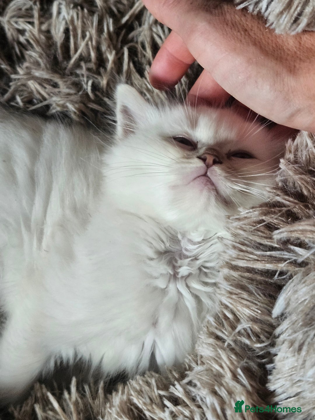 Ragdoll cats for sale: Lilac lynx ragdoll so special - Image 6