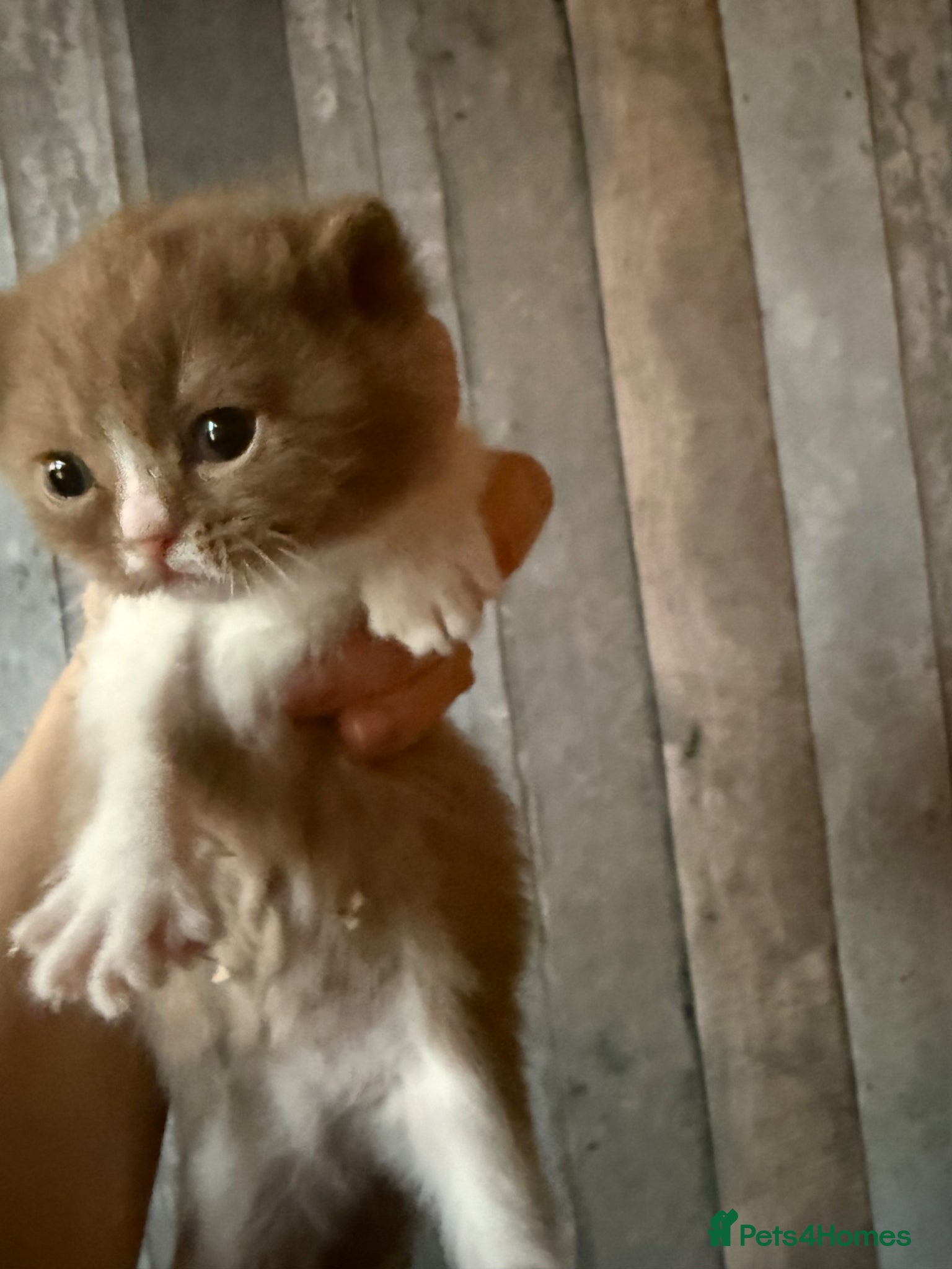 British Shorthair cats Non Active register  - Advert 5