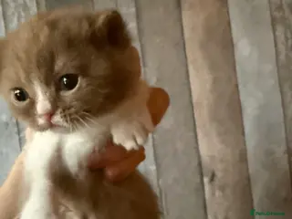 British Shorthair cats Non Active register - Advert 5