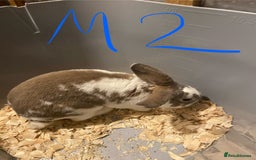 Mixed Breed rabbits for sale: Baby rabbits  - Image 16