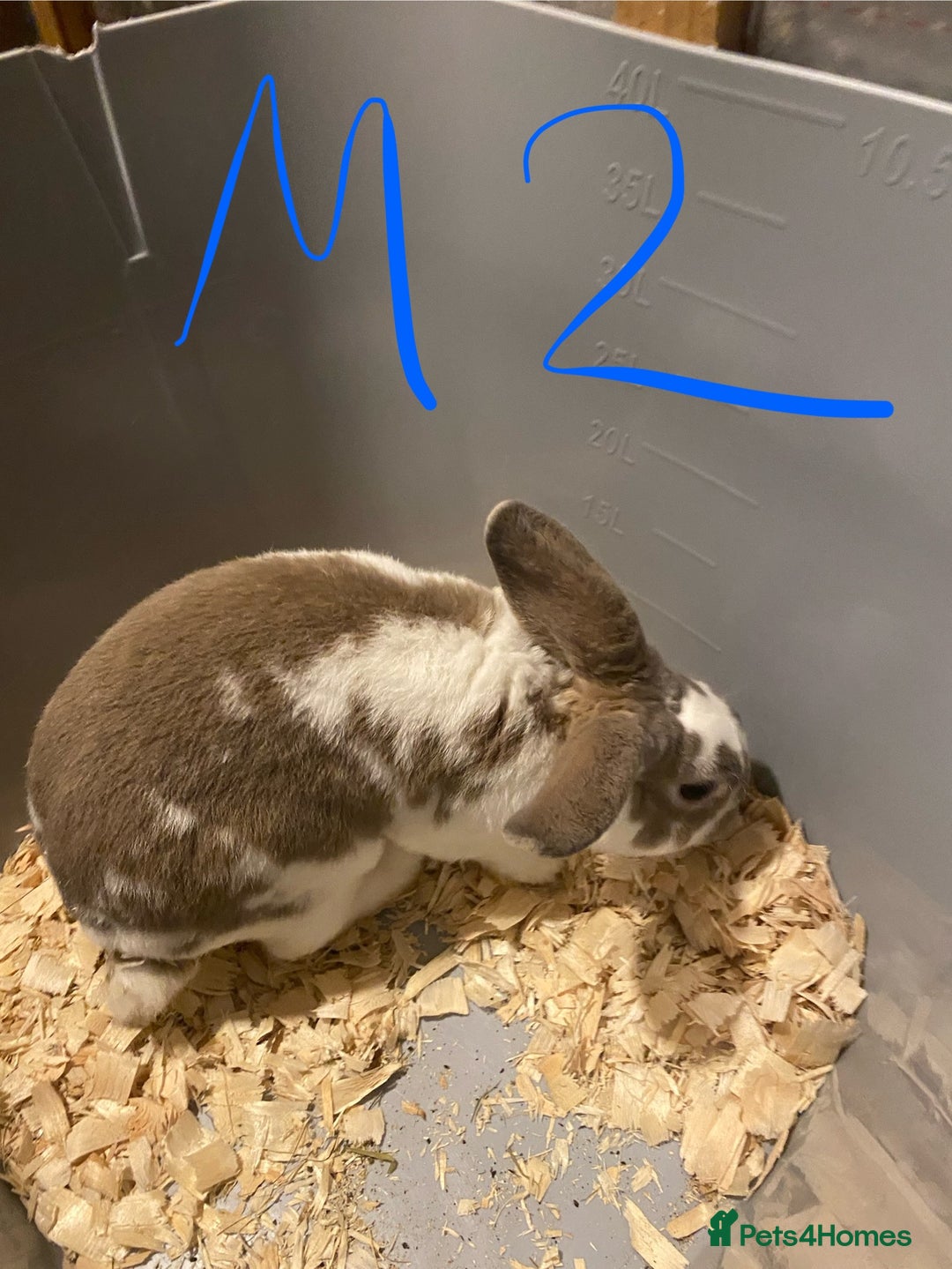 Mixed Breed rabbits for sale: Baby rabbits  - Image 16