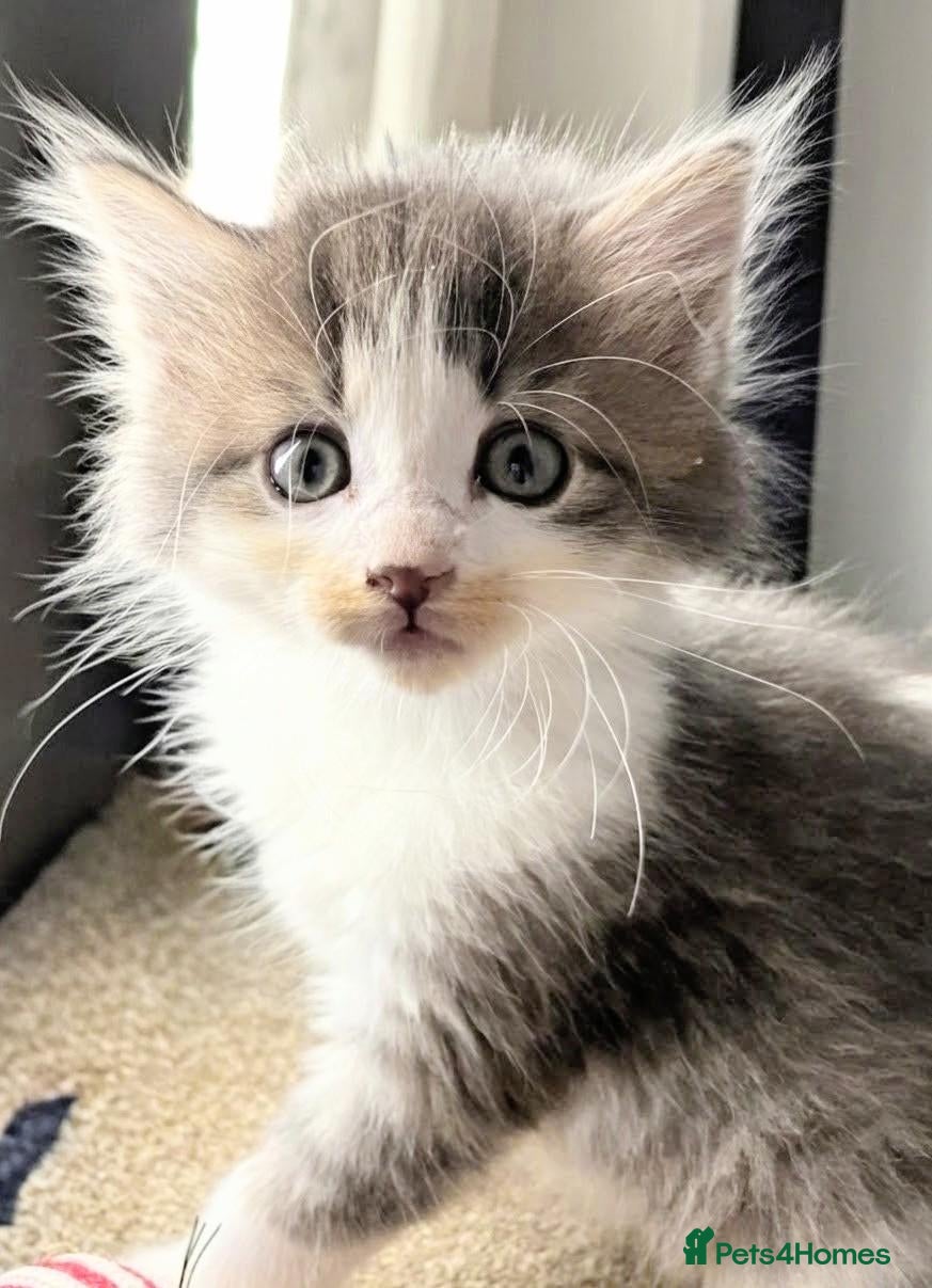 Maine Coon cats LAST ONE LEFT Stunning Maine coon kitten's - Advert 5