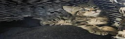 Mixed Breed cats for sale: 5 Kittens looking for new home  - Advert 4