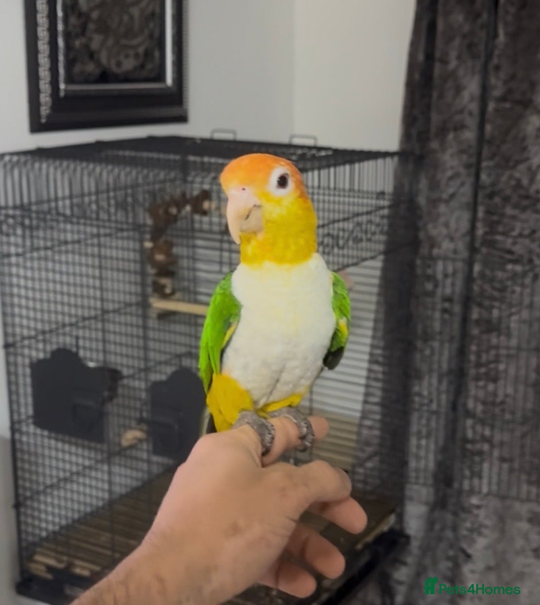 Parrots birds Stunning 2-Year-Old Caique Very Playful Companion - Advert 18