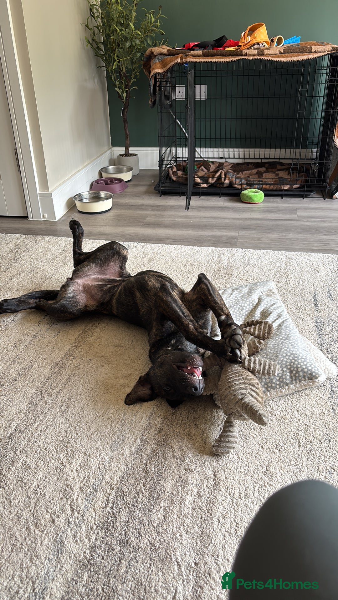 Mixed Breed dogs for sale: REHOME- Belgian Malanois x Staff - Advert 6