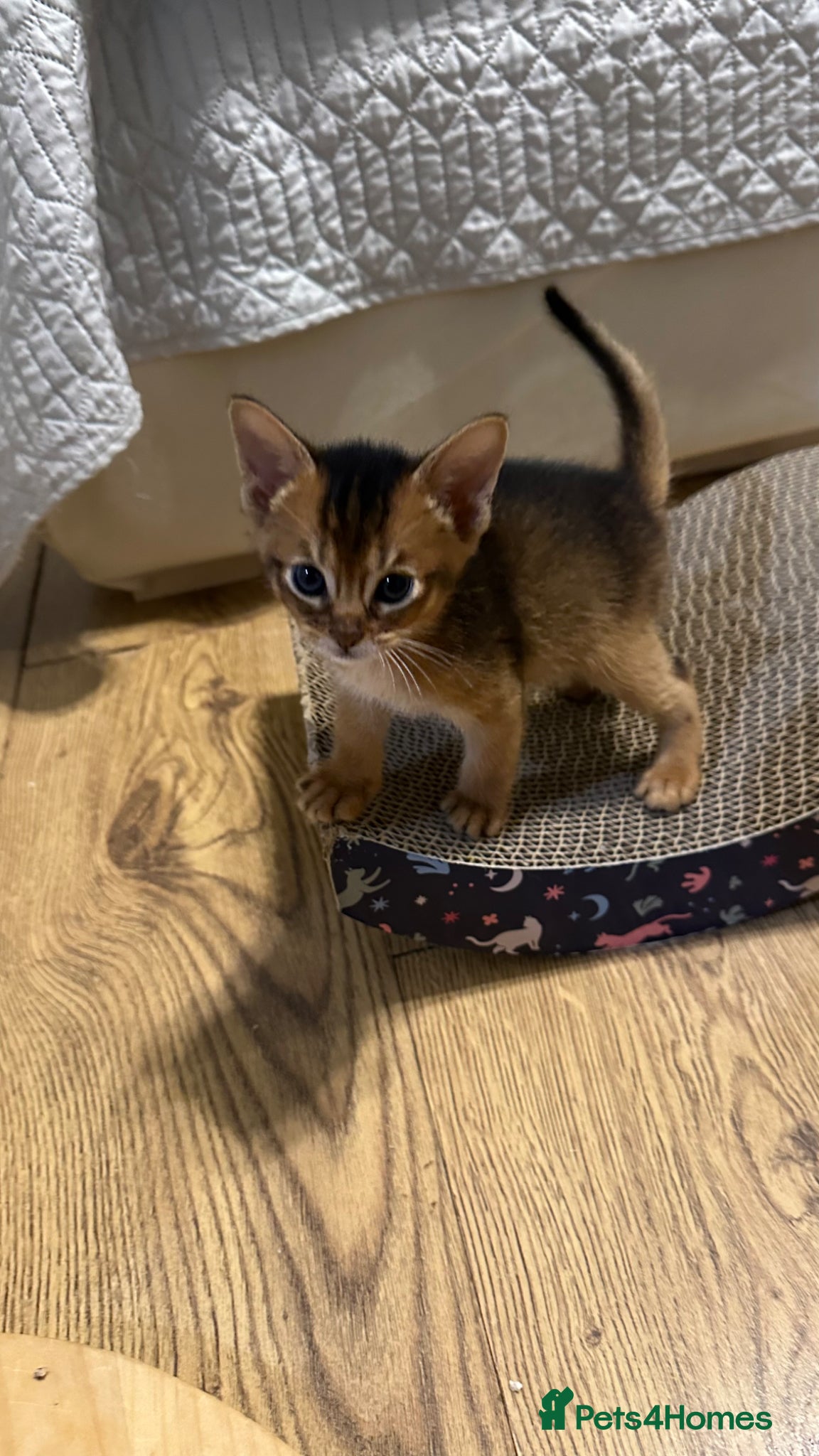 Abyssinian cats Abyssinian kittens 🌟😻🌟 - Advert 14