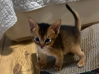 Abyssinian cats Abyssinian kittens 🌟😻🌟 - Advert 14