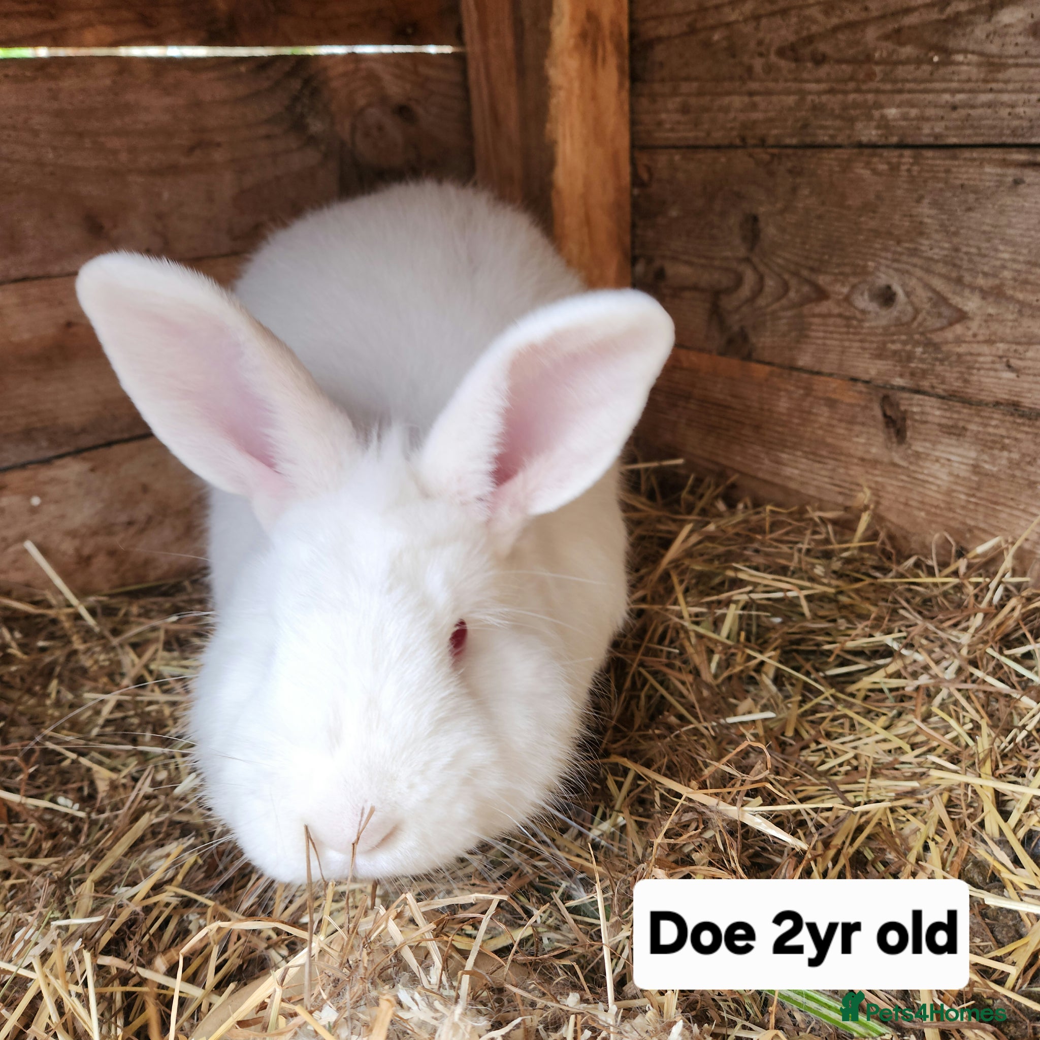 New Zealand rabbits Free New Zealand whites - Advert 6
