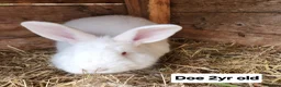 New Zealand rabbits for sale: Free New Zealand whites in Lowestoft - Advert 1
