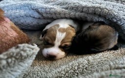 Jack Russell dogs for sale: Jack Russell pups - Image 4