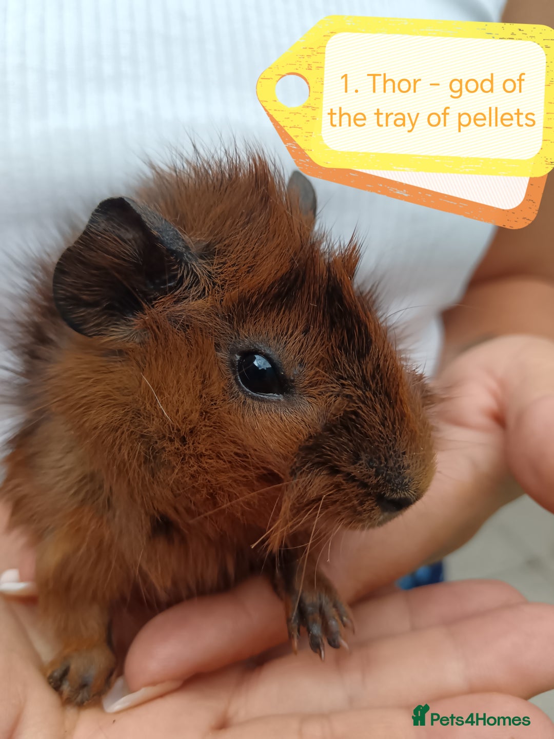 Guinea Pig rodents for sale: ♥️ Beautiful Abyssinian female guineas pigs ♥️  - Image 3