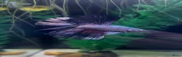 Bettas fish for sale: Betta Fish Sale!! - Advert 4