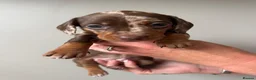 Miniature Dachshund dogs for sale: Miniature dachshund - Advert 2