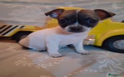 Mixed Breed dogs for sale: Jack russel cross chichuhua puppies Jackawawa - Image 1