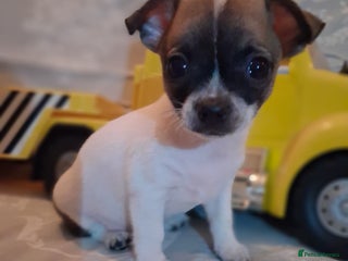 Mixed Breed dogs - Advert 1