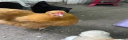 Chickens poultry for sale: 10 hens 2 bantam boys - Advert 2