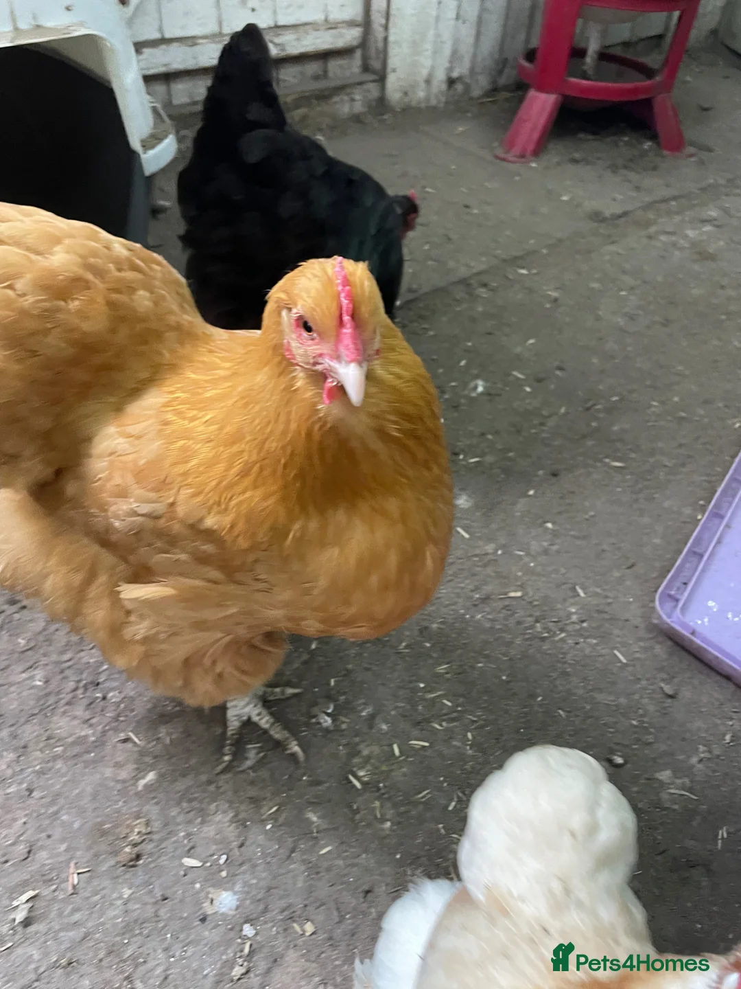 Chickens poultry for sale: 10 hens 2 bantam boys - Advert 2