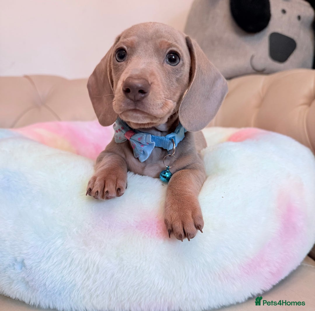 Miniature Dachshund dogs for sale: Miniature Dachshund 5 Star ⭐ Licensed Breeder - Image 20