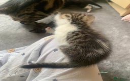 Domestic Shorthair cats for sale: 2 girls one boy!  - Image 19
