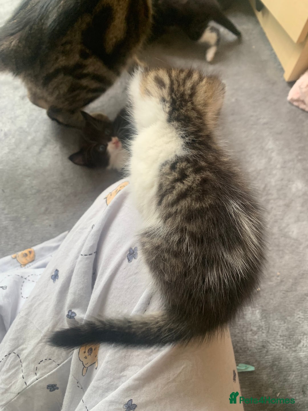 Domestic Shorthair cats for sale: 2 girls one boy!  - Image 19
