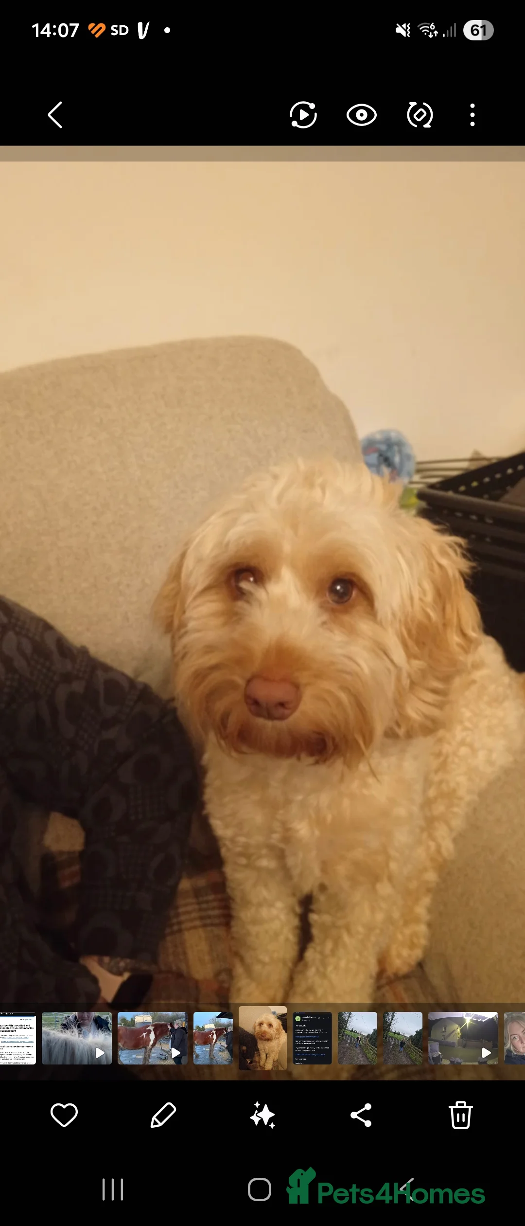 Cockapoo dogs for sale: Cockapoo (Peggy)  - Advert 2