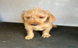 Mixed Breed dogs for sale: Stunning vizapoo puppies  - Image 8