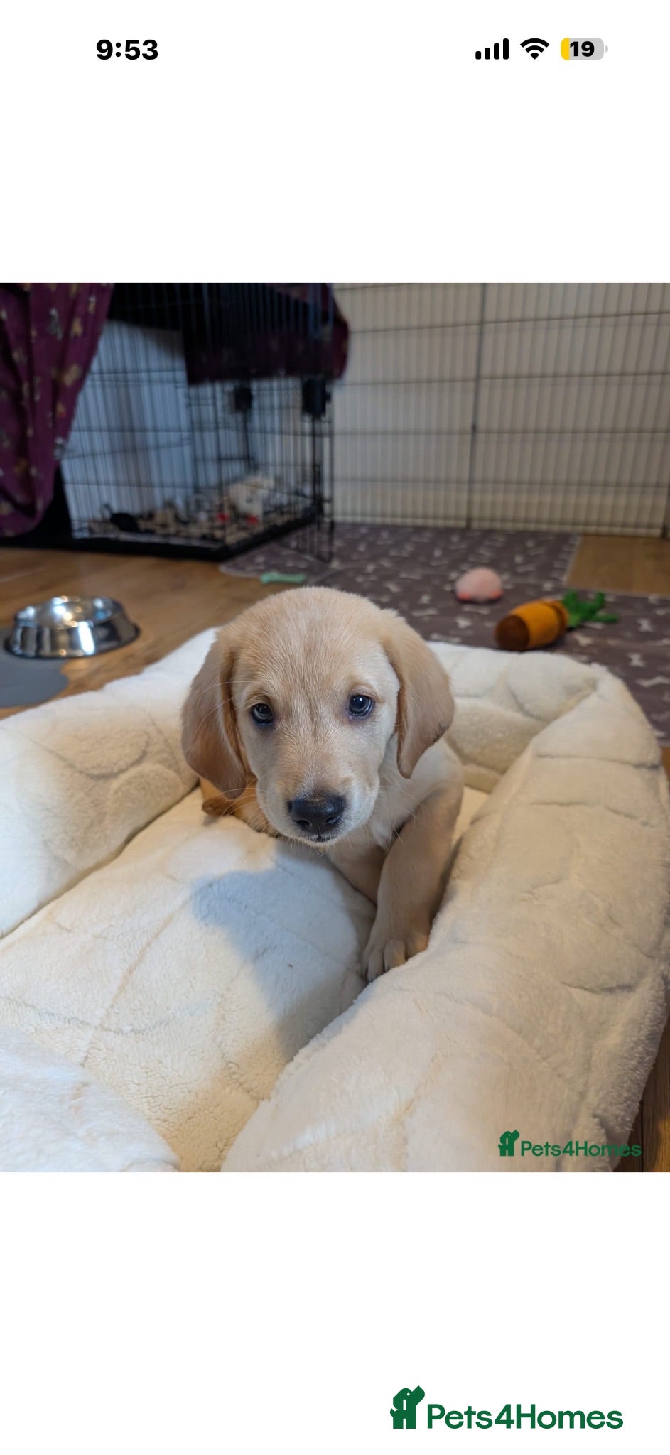 Goldador dogs 🐾 Stunning Goldador puppies 1 boy available 🐾 - Advert 2