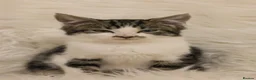 Mixed Breed cats for sale: Lovable little Moggy - Advert 7