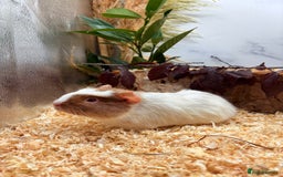 Guinea Pig rodents for sale: 🏡🐹 Multiple pretty Boys available 🐹🏡 - Image 19