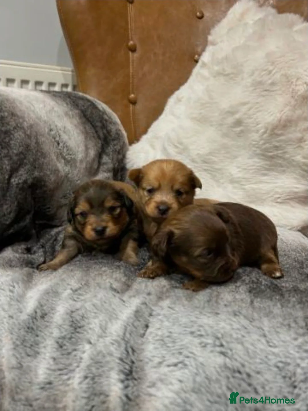 Mixed Breed dogs for sale: Adorable Miniature Dachshund Puppies - Advert 16
