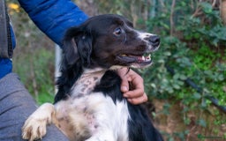 Brittany Spaniel dogs for adoption: Adorable, affectionate Clara-Camberley, Surrey  - Image 1