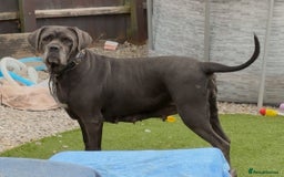 Cane Corso dogs for sale: READY NOW: QUALITY PEDIGREE CANE CORSO PUPPIES - Image 5