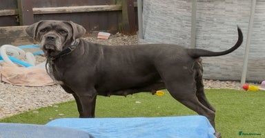 Cane Corso dogs - Advert 2
