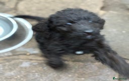 Labradoodle dogs for sale: F1B Labradoodles: available from Aug 2nd. in Uxbridge - Image 29