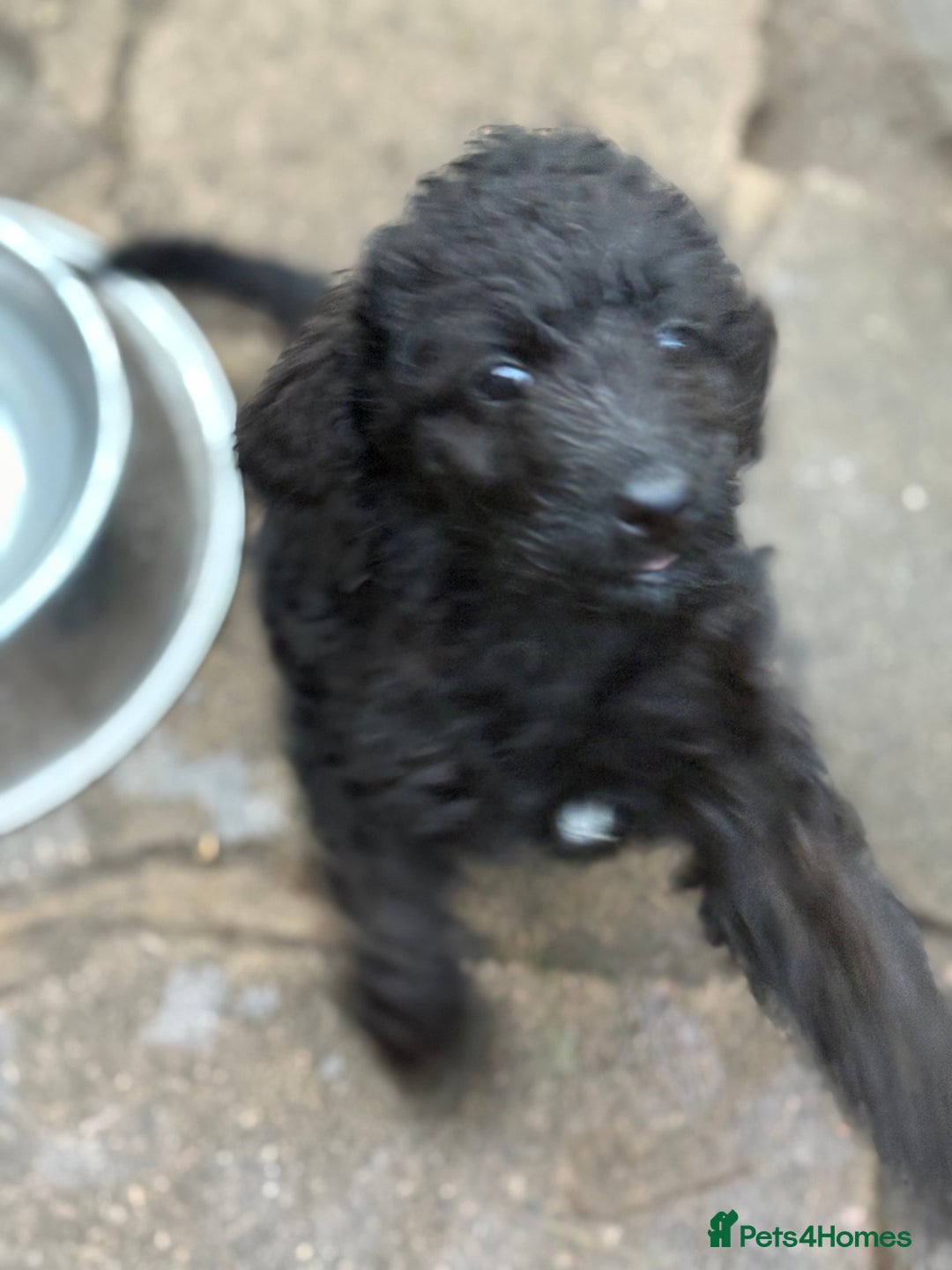 Labradoodle dogs for sale: F1B Labradoodles: available from Aug 2nd. in Uxbridge - Image 29