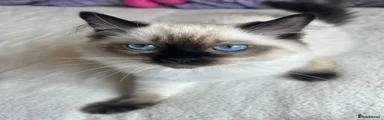 Ragdoll kitten 1 chocolate point 