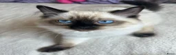Ragdoll cats for sale: 4 pure Ragdoll kittens✨FREE ESSENTIAL STARTER PACK - Advert 38